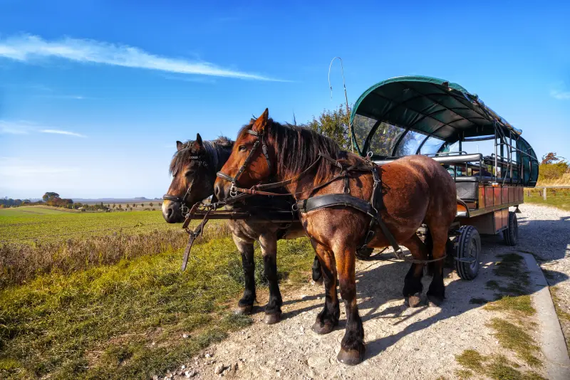 Pferdekutsche auf Rügen am Kap Arkona