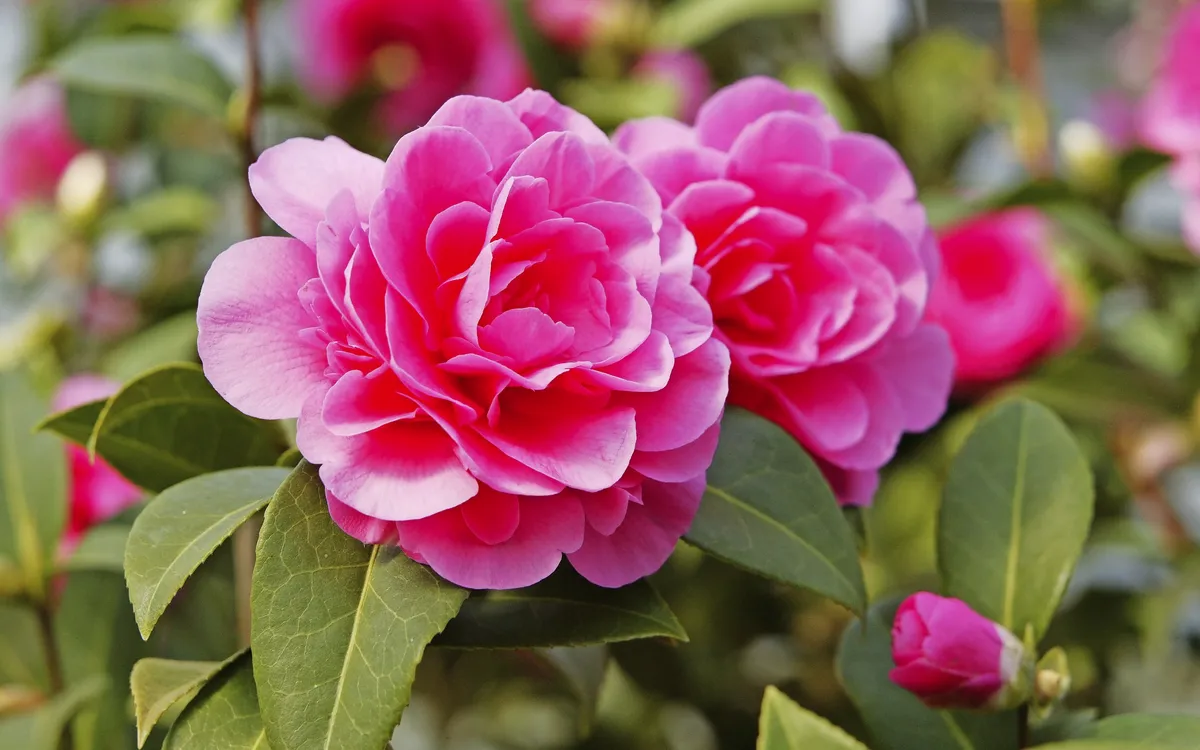Rosa Kamelienblüte mit grünen Blättern im Hintergrund.