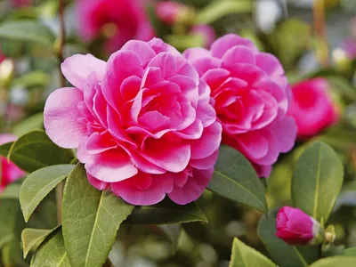 Rosa Kamelienblüte mit grünen Blättern im Hintergrund.