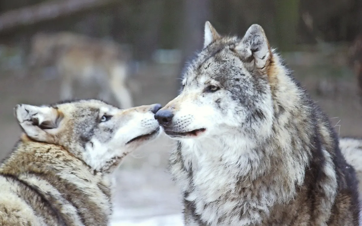 Schorfheide_Wolf_co_fotolia_alphawoelfin1