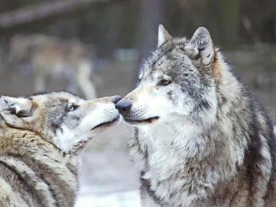 Weihnachtliche Wolfsfütterung