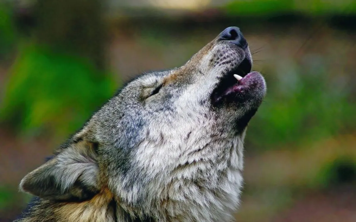 Heulender Wolf im Wald, Kopf nach oben gerichtet.