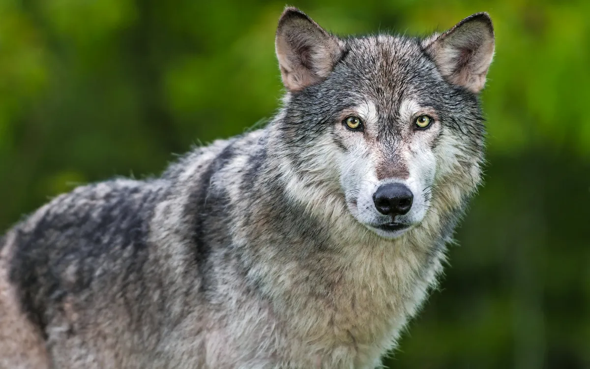 Wolf in natürlicher Umgebung mit grünem Hintergrund.