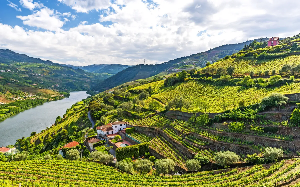 Landschaft des Flusses Douro Region in Portugal - Weinberge