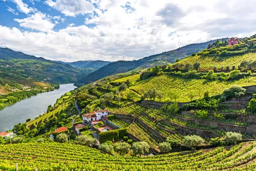 Landschaft des Flusses Douro Region in Portugal - Weinberge
