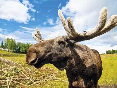 Elchsafari Schweden