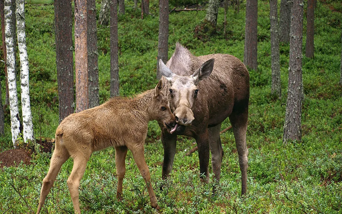 Elchsafari Schweden
