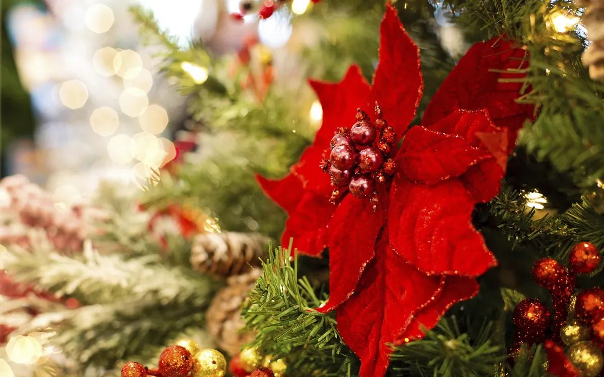 Nahaufnahme eines Weihnachtssterns an einem geschmückten Weihnachtsbaum.