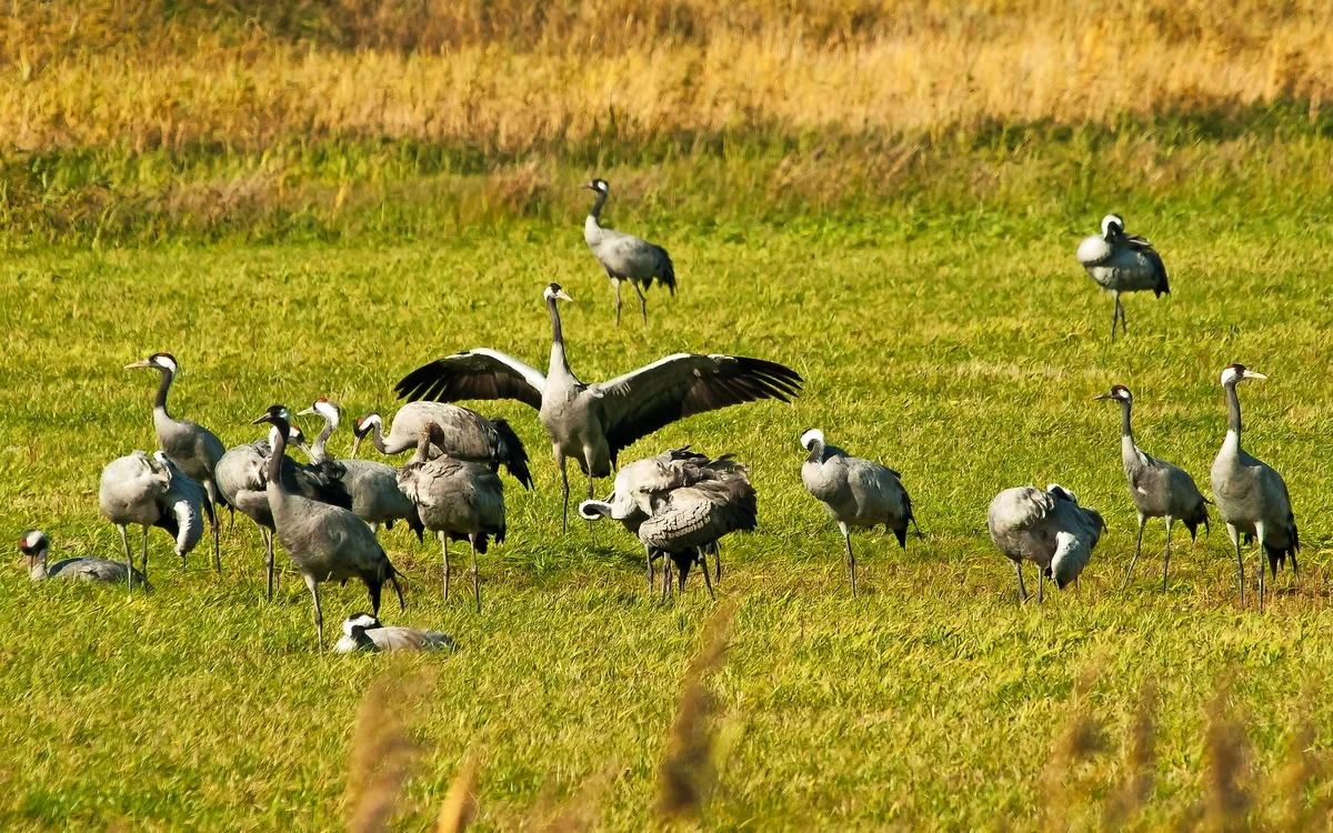 Mehrere graue Kraniche auf einer Wiese in Mecklenburg-Vorpommern.