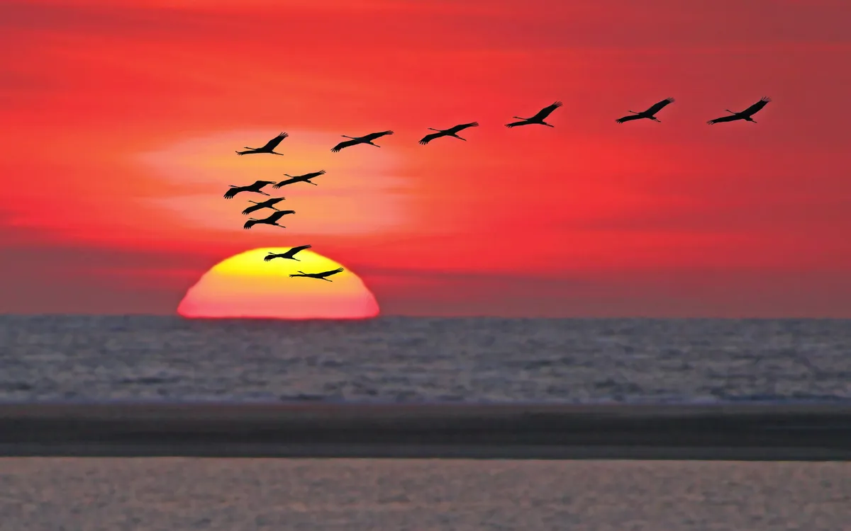 Kraniche fliegen bei Sonnenuntergang über dem Müritz Nationalpark.