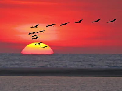 Kraniche fliegen bei Sonnenuntergang über dem Müritz Nationalpark.