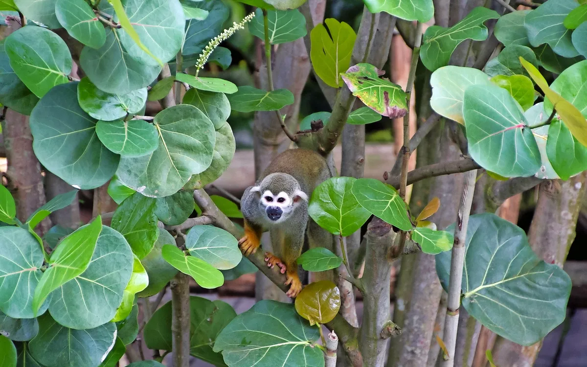 ein Totenkopfäffchen im Leipziger Zoo