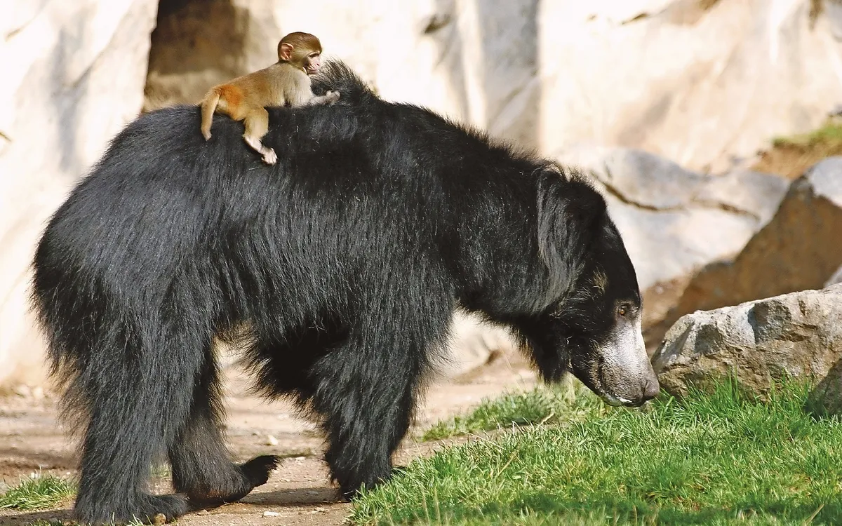 zoo_leipzig_baer_mit_aeffchen