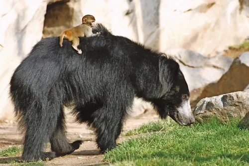 zoo_leipzig_baer_mit_aeffchen