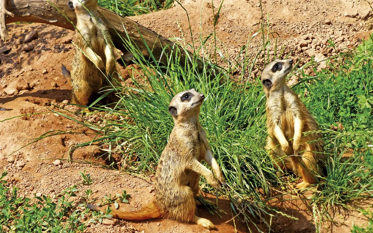 Leipzig_zoo_co_JoergK_fotolia