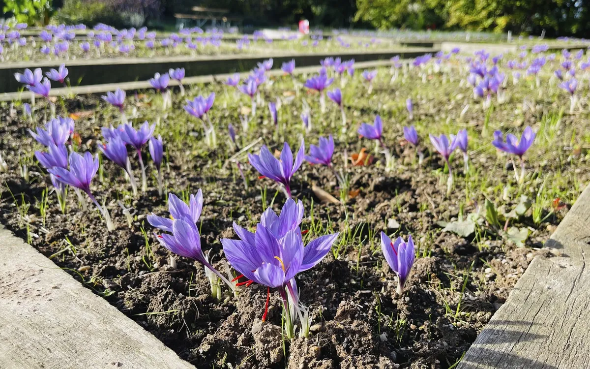 Safranblütenfeld in Altenburg mit violetten Blüten im Sonnenschein