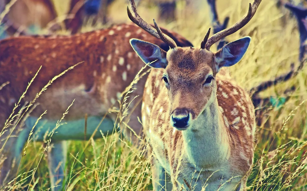Rehe