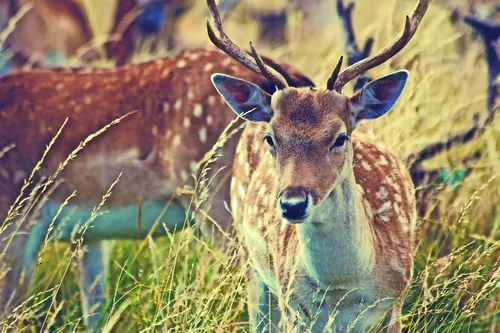 Rehe