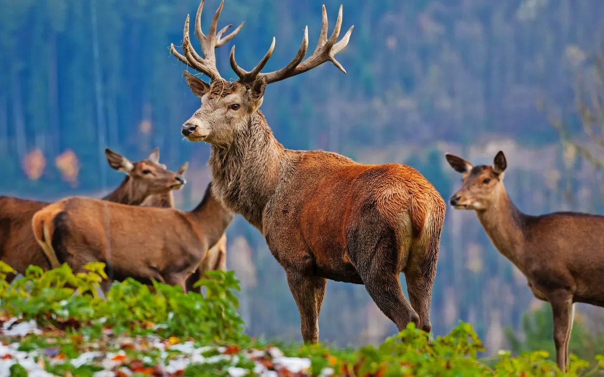 Sika-Hirsche und Sika-Hirschkühe