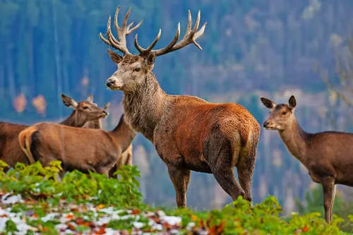 Sika-Hirsche und Sika-Hirschkühe