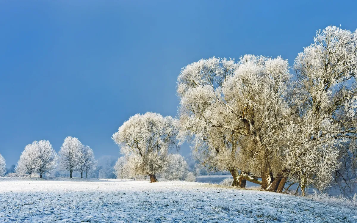 Eine schneebedeckte Winterlandschaft mit gefrorenen Bäumen unter einem klaren blauen Himmel.