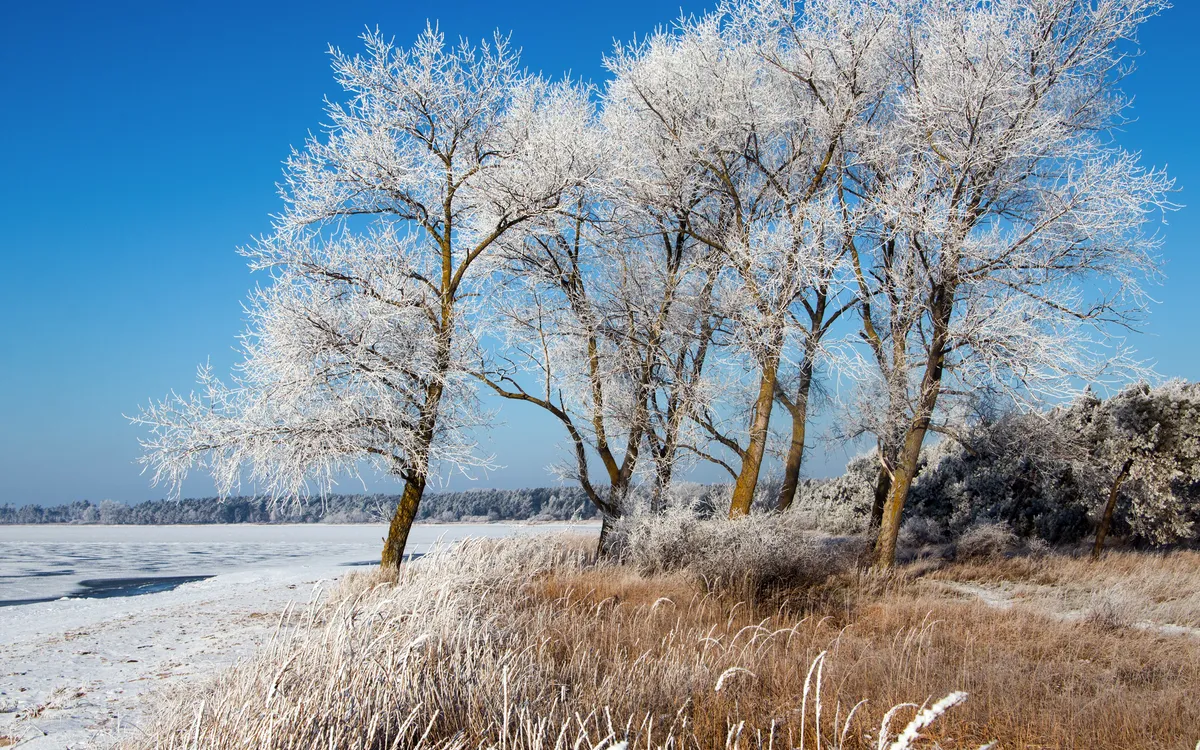 Verschneite Bäume an einem winterlichen Seeufer unter klarem Himmel.