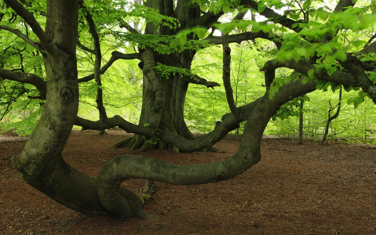 Großer Baum mit ausladenden, geschwungenen Ästen im grünen Wald.