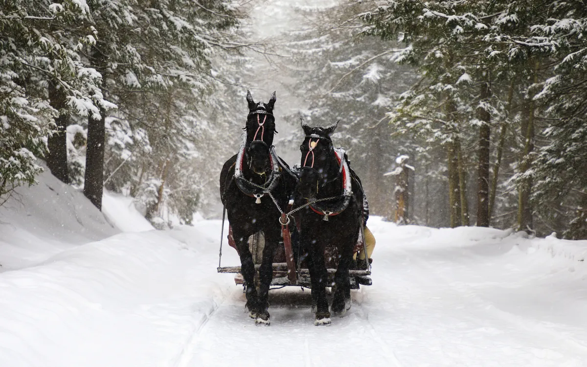 Pferdeschlitten auf verschneitem Waldweg im Winter.