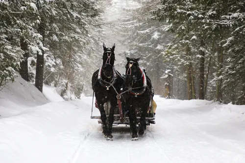 Pferdeschlitten auf verschneitem Waldweg im Winter.