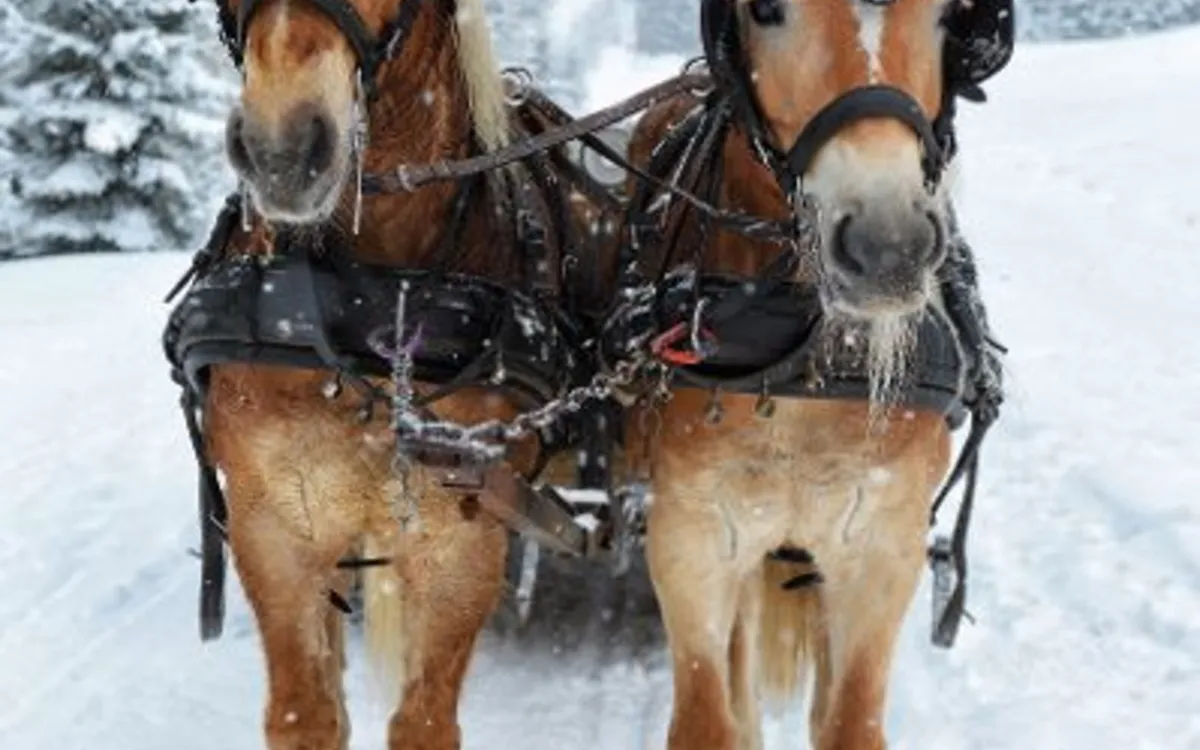 Zwei Pferde mit Geschirr stehen im verschneiten Winterwald.