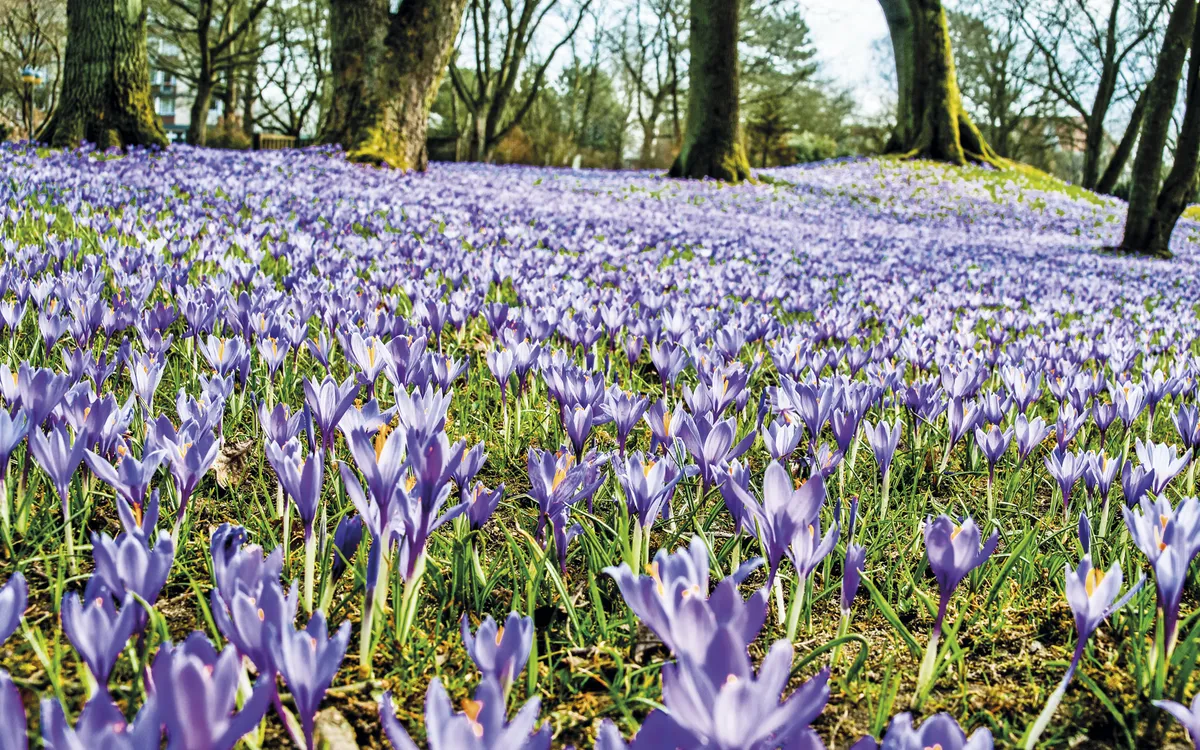 Husum - Krokusblten
