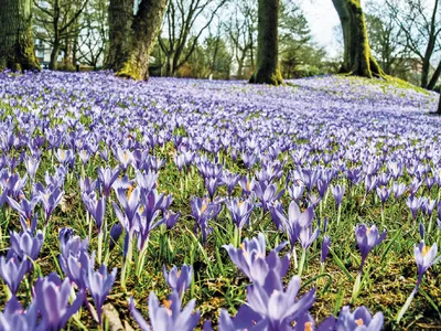 Krokusblüte im Norden