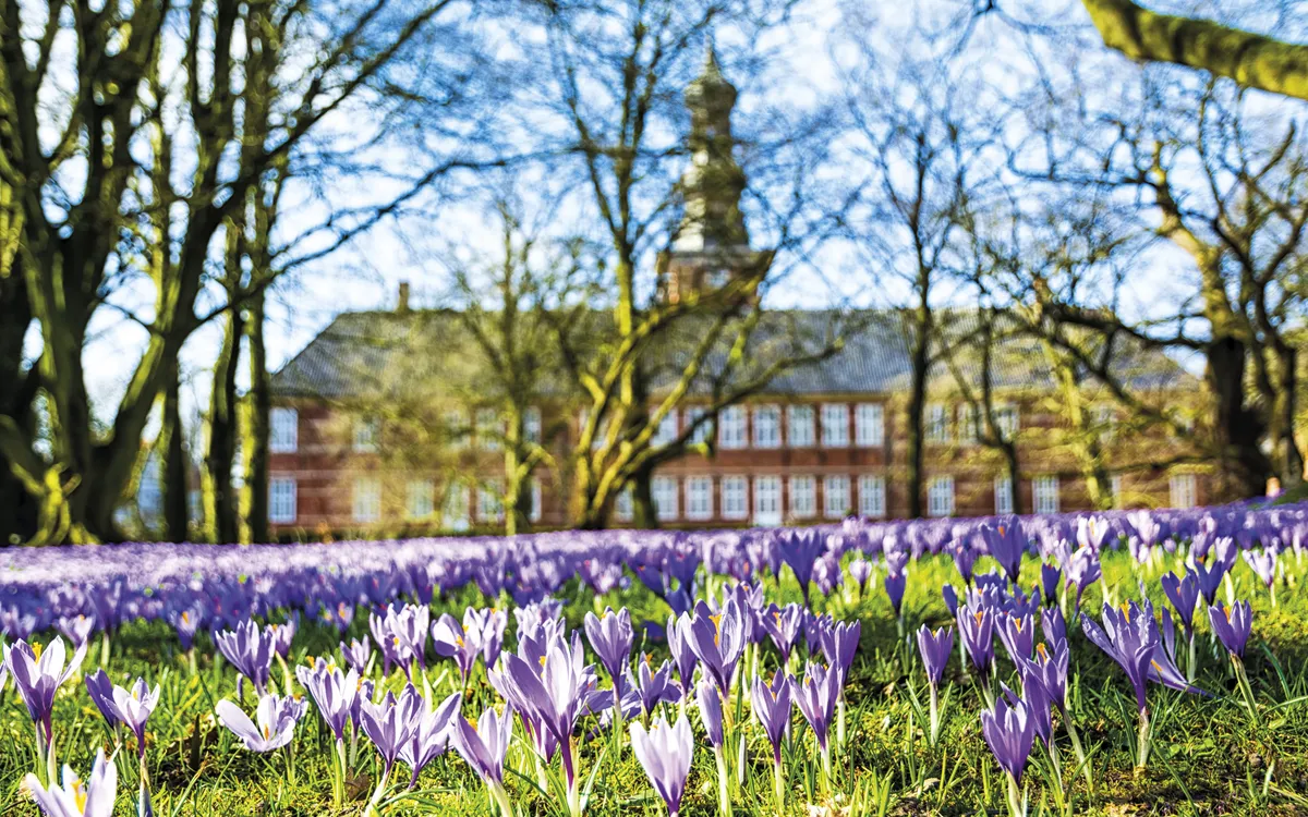 Krokusblüte in Husum