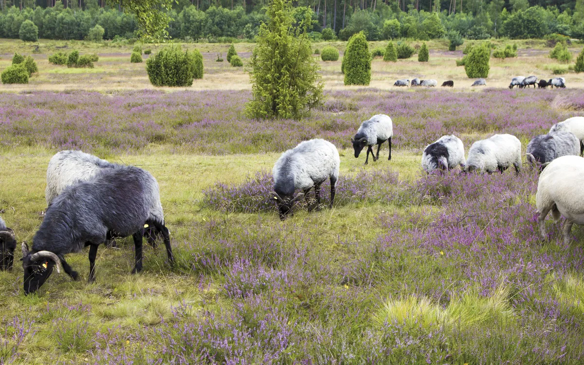 Heidschnucken und Schafe in Lüneburger Heide Heidelandschaft
