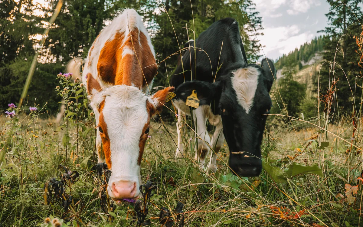 Zwei Kühe grasen auf einer Wiese im Wald.