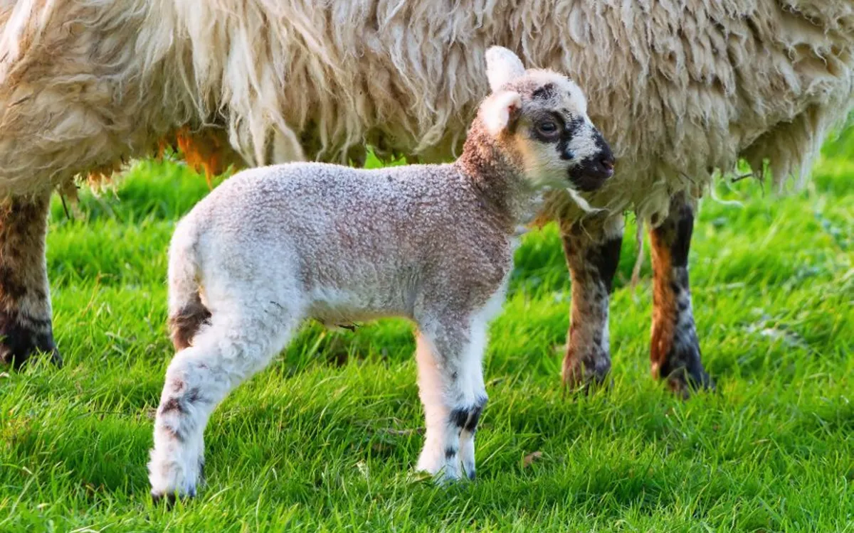 Baby lamb