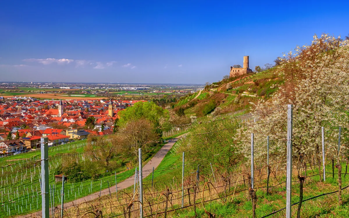 Weinberge mit Burgruine im Hintergrund und blühenden Bäumen im Frühling