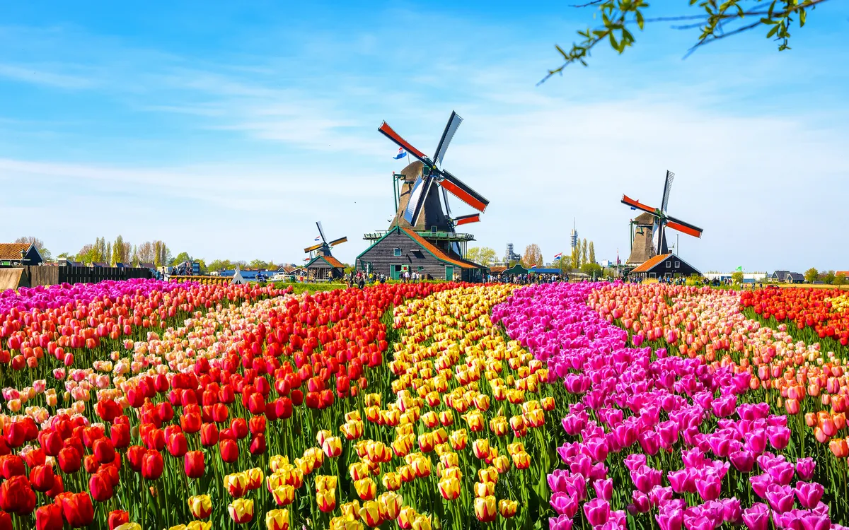 Windmühlen und bunte Tulpenfelder in Zaanse Schans, Niederlande.