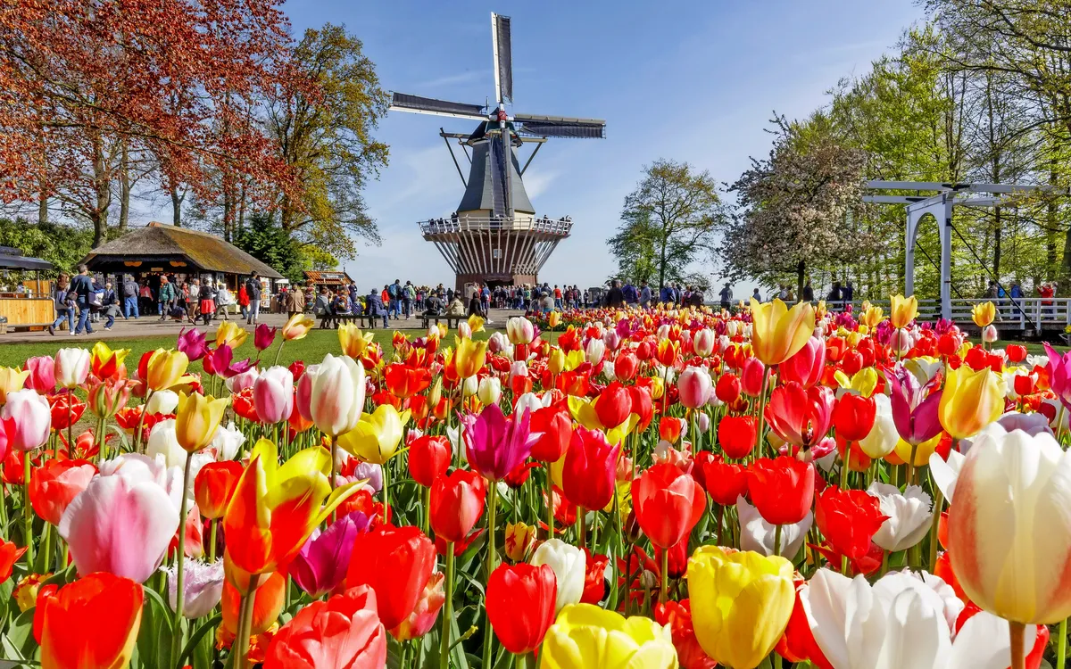 Bunte Tulpen im Keukenhof mit Windmühle im Hintergrund.