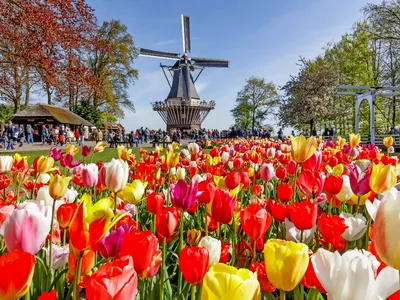 Bunte Tulpen im Keukenhof mit Windmühle im Hintergrund.