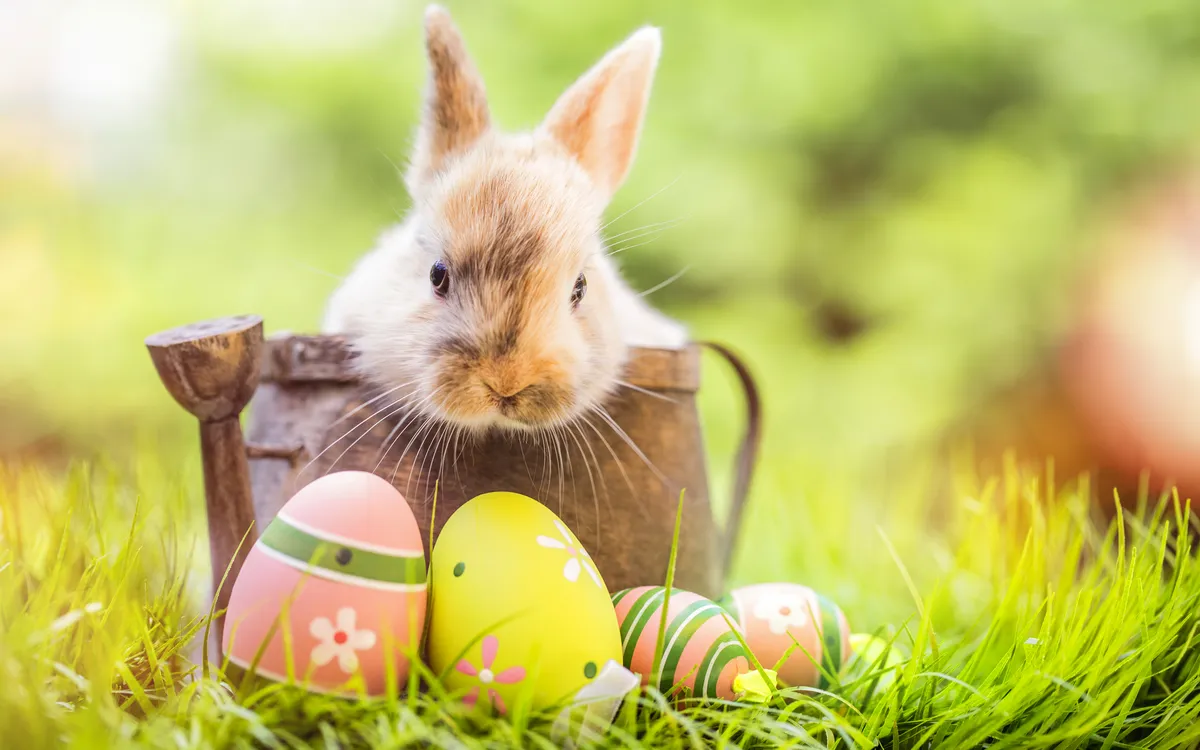 Kleiner Hase auf Wiese mit bunten Ostereiern und Gießkanne im Frühling.