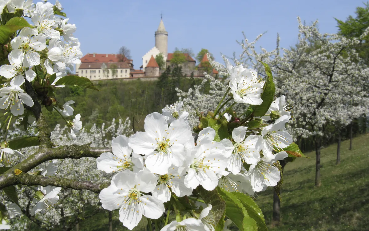 Kirschblüten vor der Leuchtenburg im Frühling.