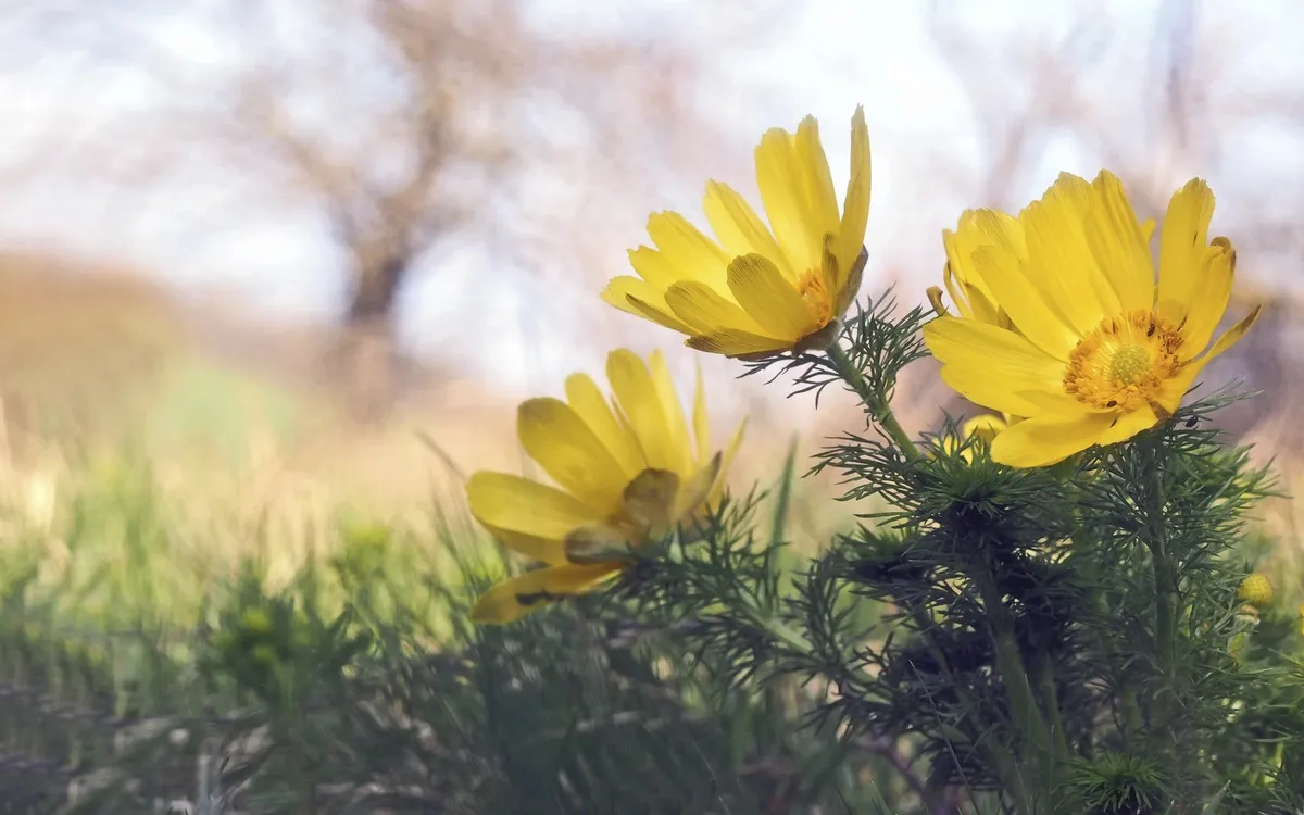 Gelbe Adonisröschenblüten im Gras vor unscharfem Hintergrund.