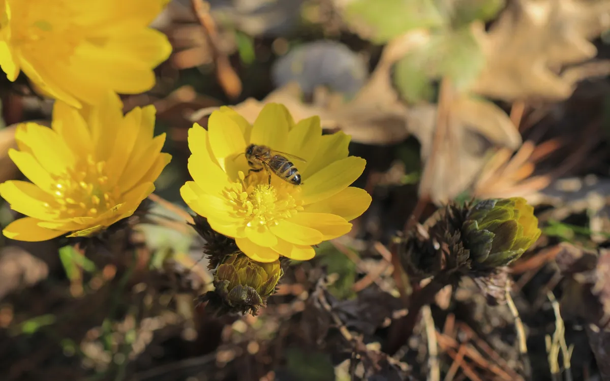 Biene auf gelber Adonisröschenblüte in natürlicher Umgebung.