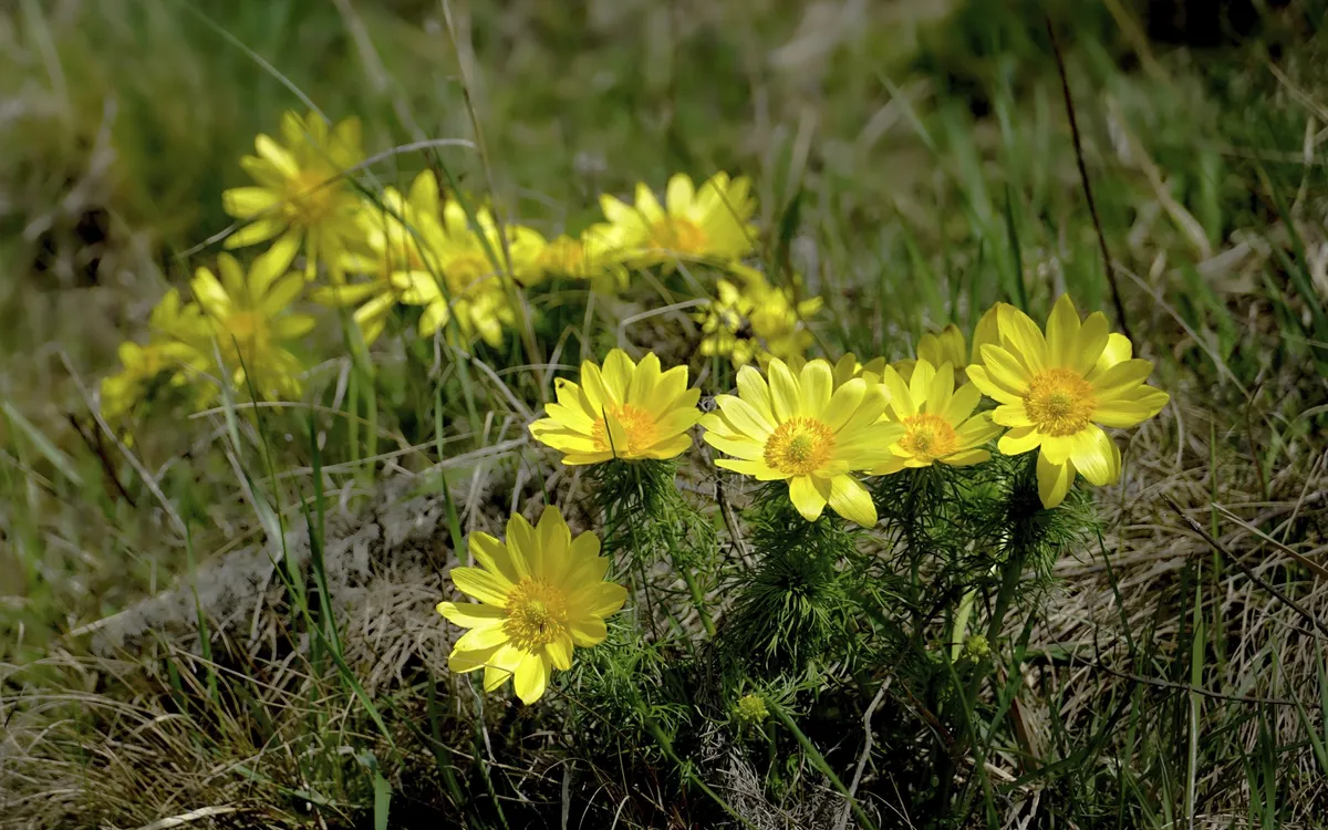 Gelbe Adonisröschen blühen im Gras.