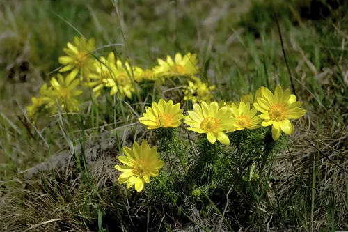 Gelbe Adonisröschen blühen im Gras.