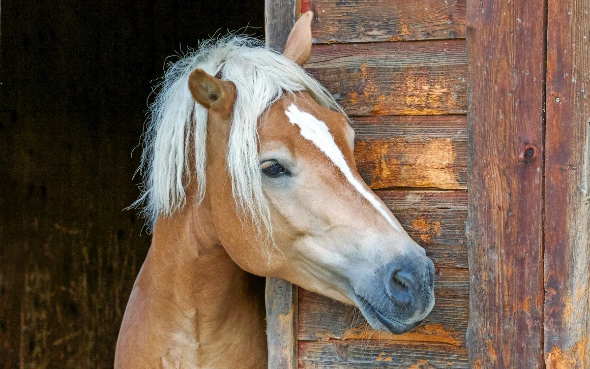 Ein braunes Pferd mit heller Mähne schaut aus einem hölzernen Stall heraus.