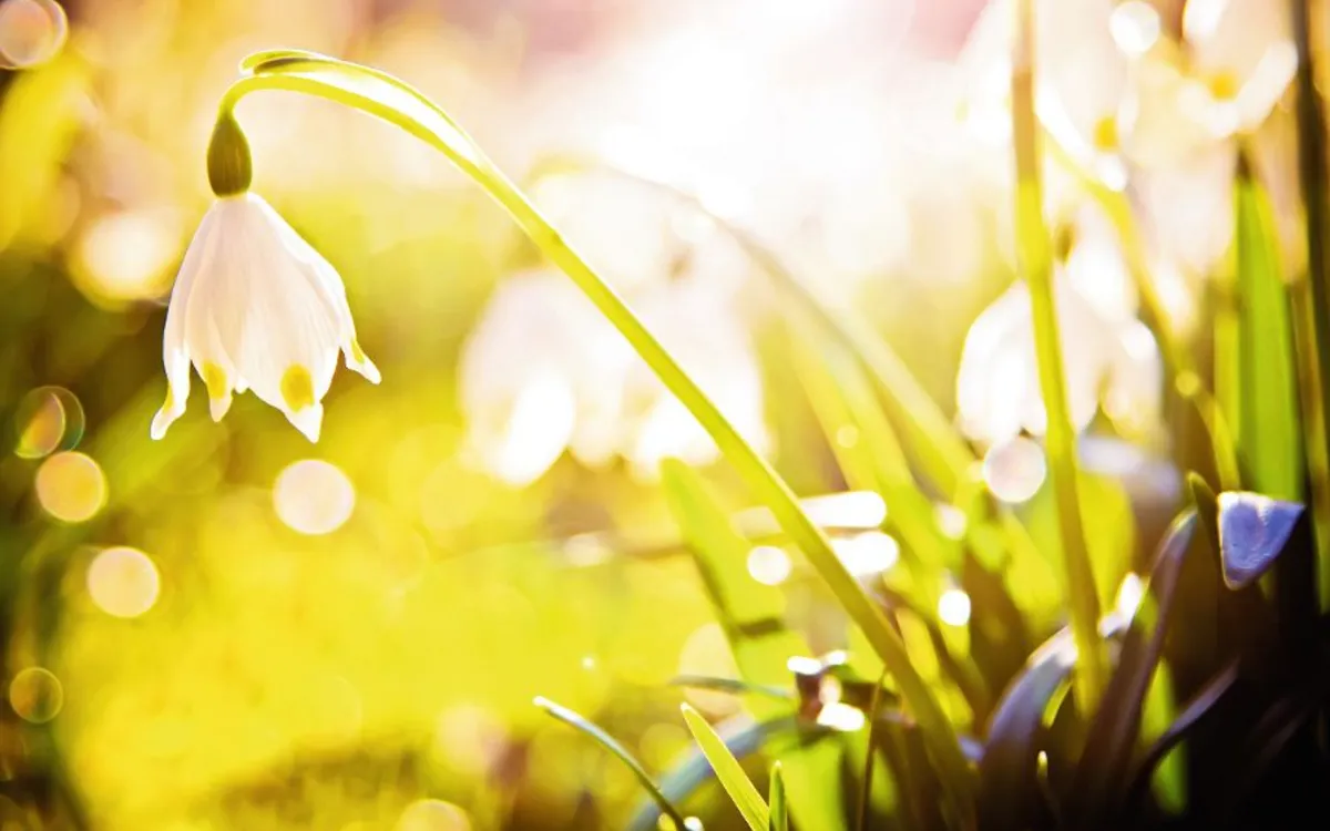 Märzenbecher im Frühlingslicht