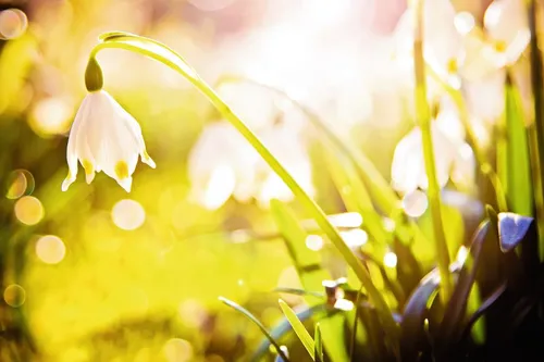 Märzenbecher im Frühlingslicht