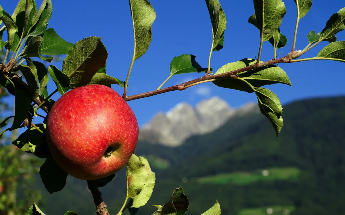 Roter Apfel am Ast vor Berglandschaft bei klarem Himmel